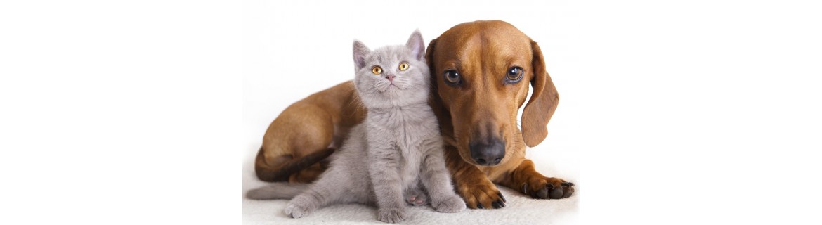 Accessori Cani e Gatti