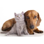 Accessori cani e gatti